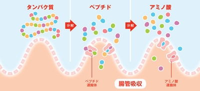 吸収効率の良いペプチドを配合