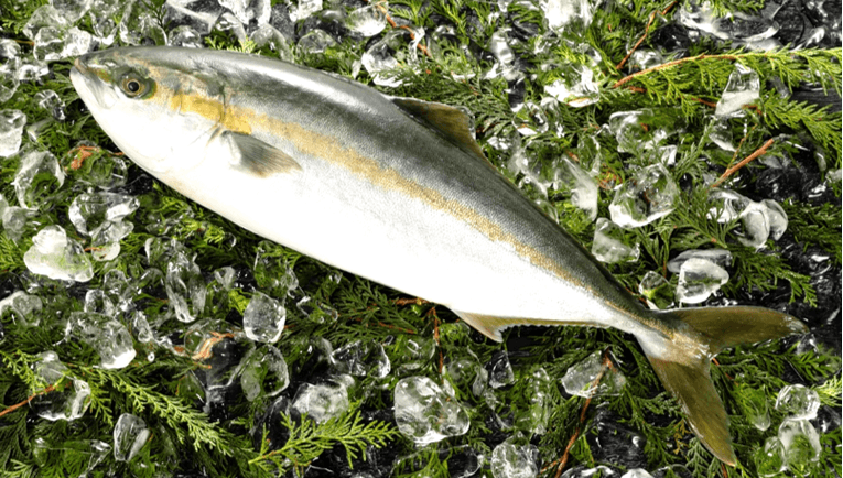 ブリとヒラマサのハイブリッド種「ブリヒラ」