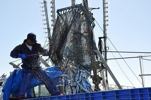 さんまの水揚げ