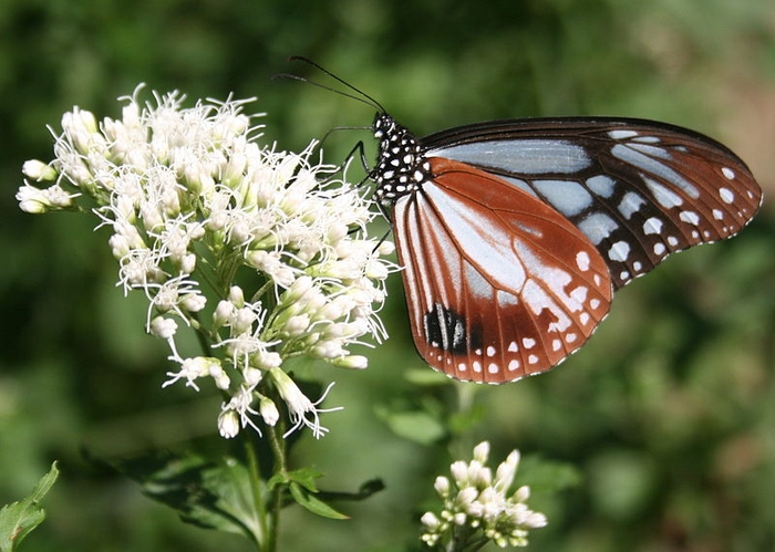 フジバカマの蜜を吸うアサギマダラ