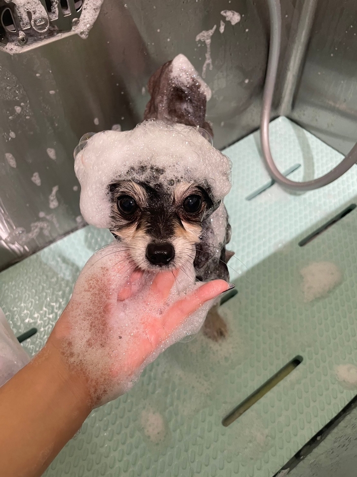 トリミングサロン(1)