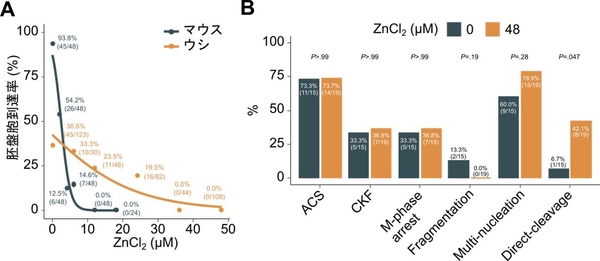 図5　ウシ胚及びヒト胚に対する亜鉛の影響