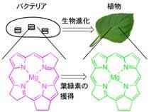 バクテリアから植物への進化で起こった色素の変化