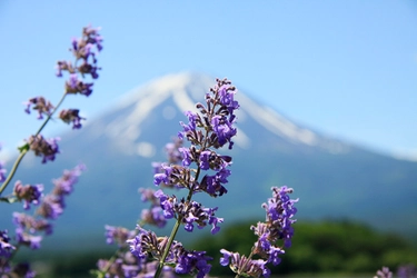 毎月26日はお風呂の日！6月の変わり湯は華やかな香り漂う「ラベンダーの湯」！【富士眺望の湯ゆらり】