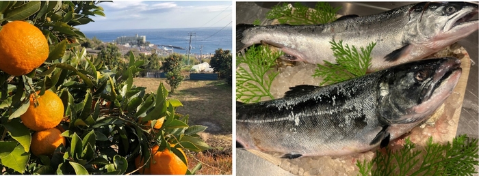 熱海だいだいサクラマスとは