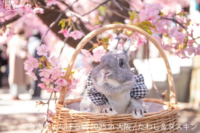 うさぎしんぼる 展示作品2