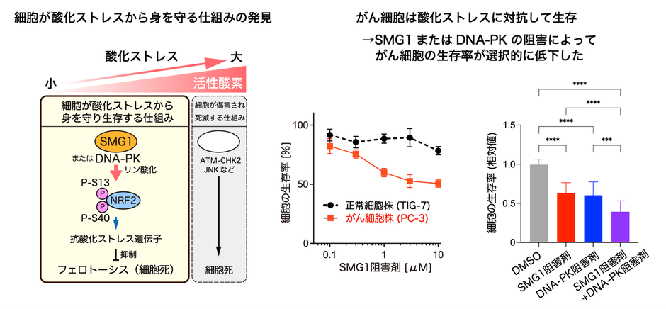 【左】図1 SMG1/DNA-PK-NRF2経路(図左)・【中央】図2 SMG1阻害剤投与による細胞の生存率の変化・【右】図3 SMG1阻害剤およびDNA-PK阻害剤の投与によるがん細胞の生存率