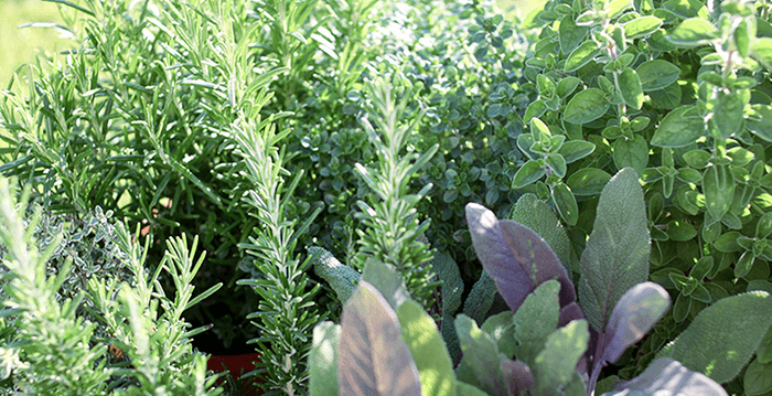 ハーブイメージ