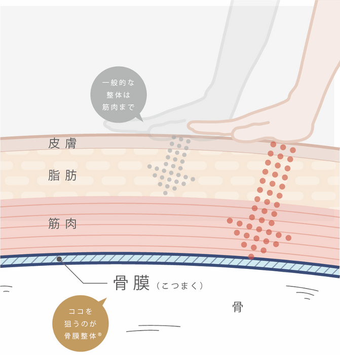 骨膜整体