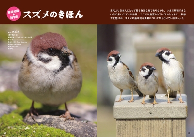 スズメのきほん