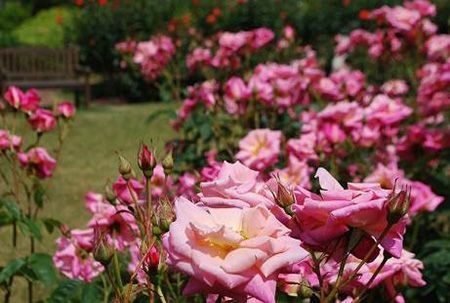 ローズウオーク(昨年の様子)2