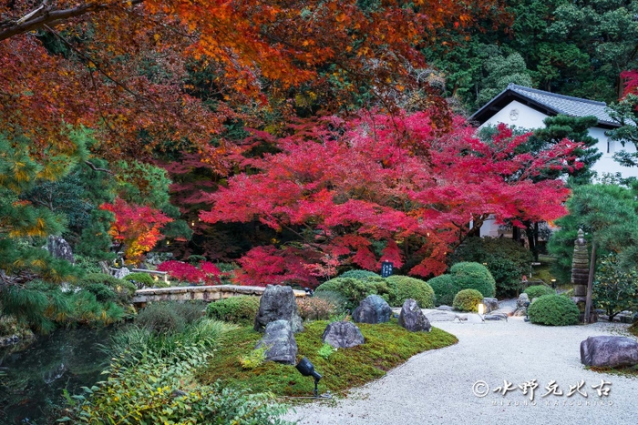 紫雲の庭(日中)