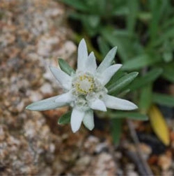 エーデルワイス イメージ