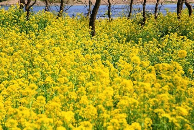 入田菜の花水辺