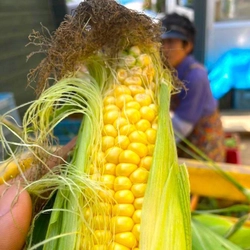 北海道の農林水産物“送料補助キャンペーン”を開始　 干ばつにより不作となった「訳ありとうもろこし」の販売が決定
