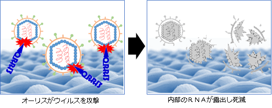 抗ウイルス加工効果