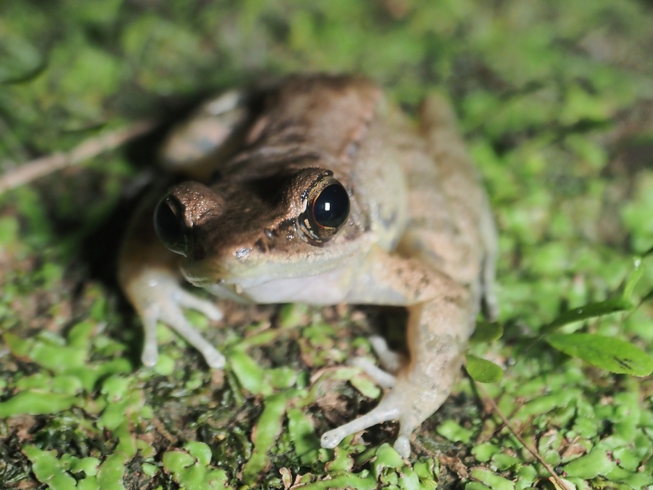 オオハナサキガエル