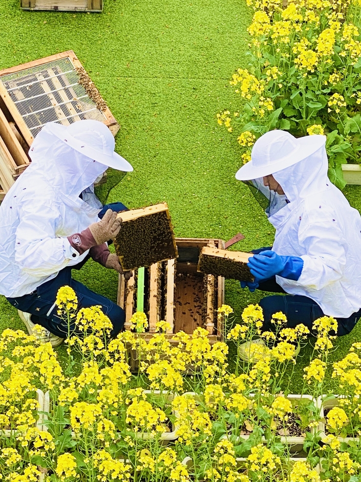 菜の花畑の中の養蜂場
