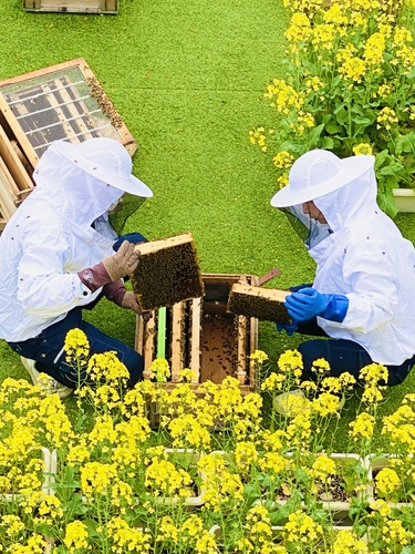 菜の花畑の中の養蜂場