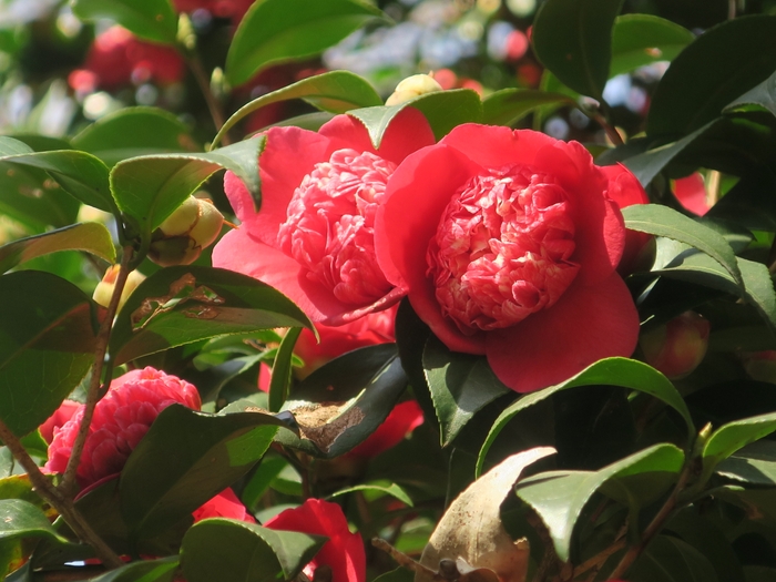 卜伴錦(ボクハンニシキ)