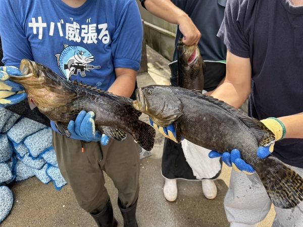 岡山理科大学・生物生産教育研究センターで水揚げされた「おかやま理大タマカイ」