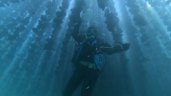 カキいかだの下