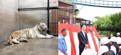 アイケンジャパン、池田動物園(岡山県)の ホワイトタイガー舎サポーターに就任、獣舎命名権を獲得