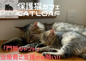 4月9日まで！難病の保護猫治療を目的に香川県初の譲渡型 保護猫カフェが「CAMPFIRE」でクラウドファンディングに挑戦 　～「門脈シャント」治療費ご協力のお願い～