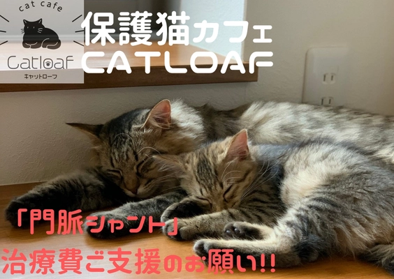 4月9日まで！難病の保護猫治療を目的に香川県初の譲渡型 保護猫カフェが「CAMPFIRE」でクラウドファンディングに挑戦 　～「門脈シャント」治療費ご協力のお願い～