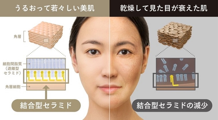 肌の見た目の美しさと結合型セラミドの関係性(イメージ)