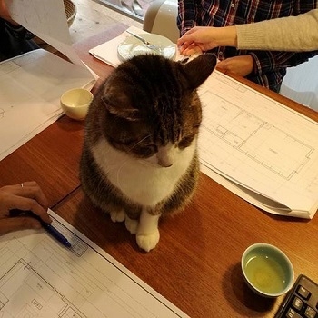 設計打合せ中のネコ