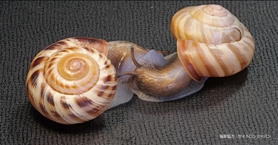 ヒタチマイマイ交尾