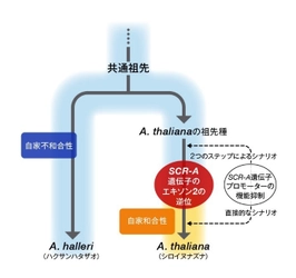 明治大学・バイオインフォマティクス研究室が独自整備し続けているオミックス・ビッグデータ解析基盤を活用して、大規模なDNA配列情報解析を担当 シロイヌナズナが自殖へと進化した仕組みを解明