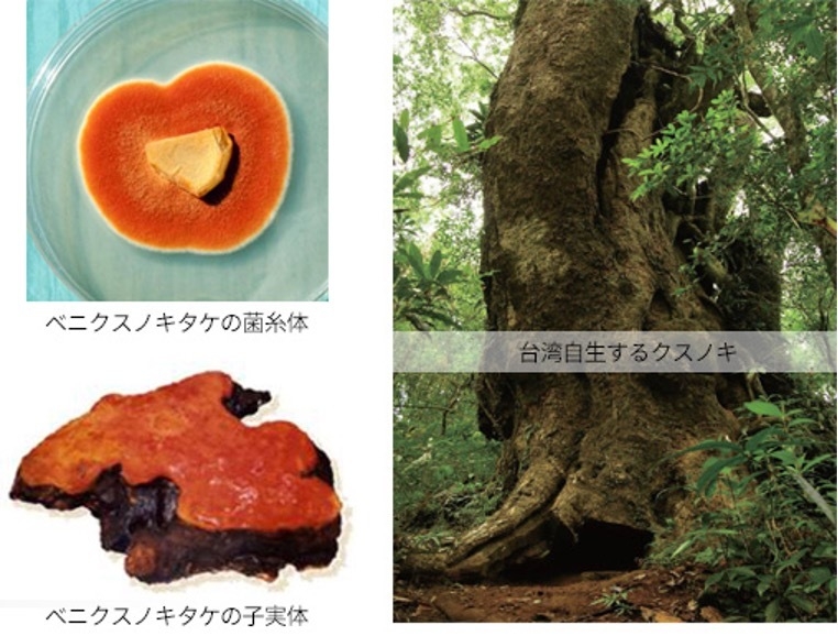 ベニクスノキタケ