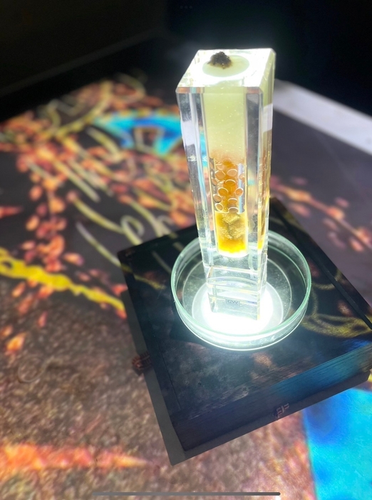 イザナミ・イザナギの世界 魚卵の多様性