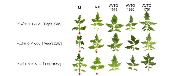 トマトの「黄化葉巻病」への耐性を強化する方法を発見　世界的問題であるトマトのウイルス被害と農薬過剰投与の防止に貢献