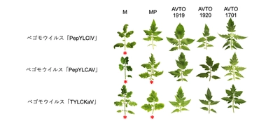 トマトの「黄化葉巻病」への耐性を強化する方法を発見　世界的問題であるトマトのウイルス被害と農薬過剰投与の防止に貢献