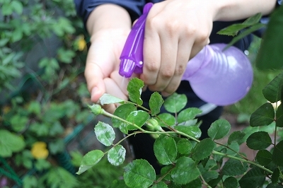 薬剤の散布風景