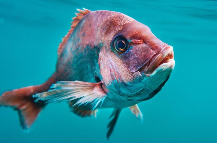海中の白寿真鯛