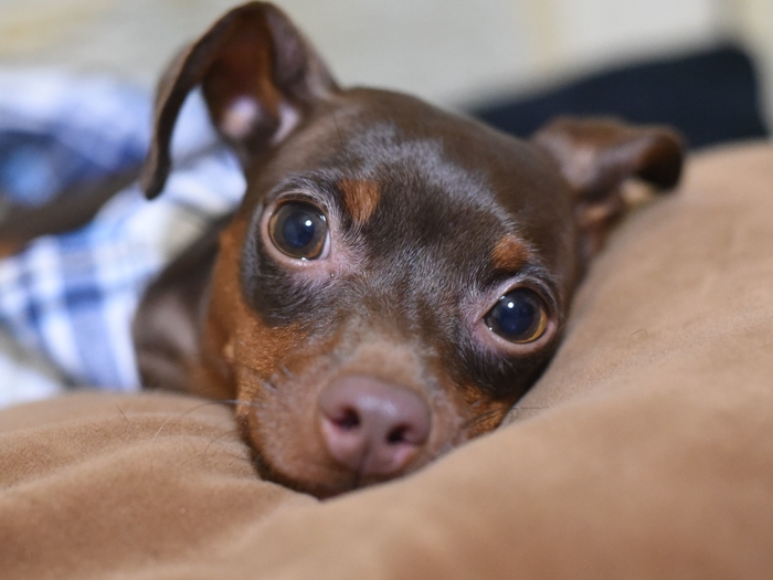 2018年版エントリー画像/ミニチュア・ピンシャー