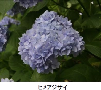 ヒメアジサイ