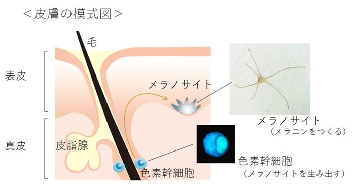 皮膚の模式図