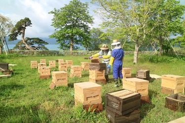 秋田県・田沢湖の蜂蜜専門店「山のはちみつ屋」　 5月下旬から採蜜を開始＆『ぷち養蜂場』の養蜂展示を再開