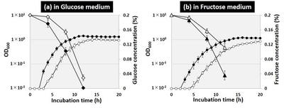 図3.グルコース培地およびフルクトース培地における大腸菌野生株とflhD欠損株の生育曲線と培地中の糖濃度の観察結果。