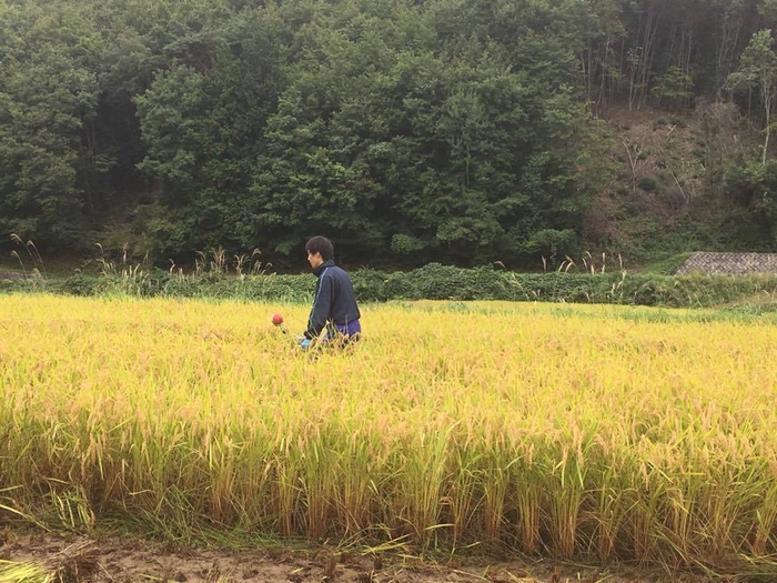 稲刈り風景