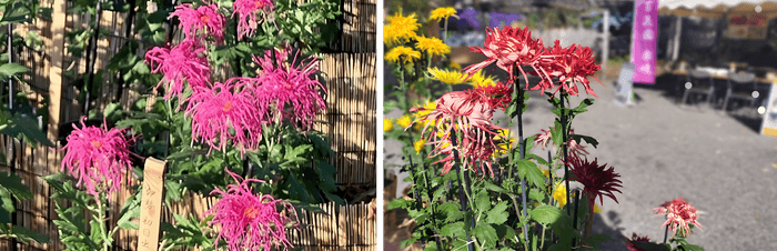 左:伊勢菊(初日出)(昨年の様子) 右:江戸菊(春日)(昨年の様子)