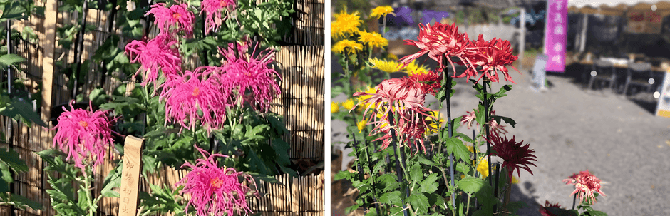 左:伊勢菊(初日出)(昨年の様子) 右:江戸菊(春日)(昨年の様子)
