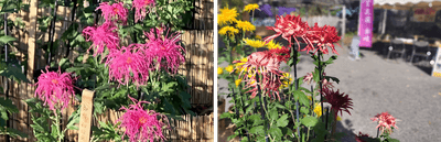 左:伊勢菊(初日出)(昨年の様子) 右:江戸菊(春日)(昨年の様子)