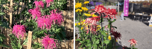 左:伊勢菊(初日出)(昨年の様子) 右:江戸菊(春日)(昨年の様子)