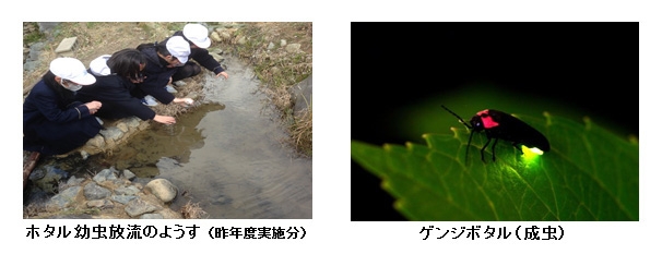 ホタル幼虫放流のようす(昨年度実施分) ゲンジボタル(成虫)
